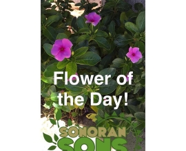 Flower of the Day! – Follow our instagram for beautiful things daily.