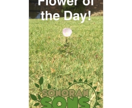 Tempe Landscaping and Lawn Care Flower of the day!