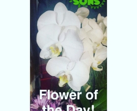 flower of the day 4-26-2016